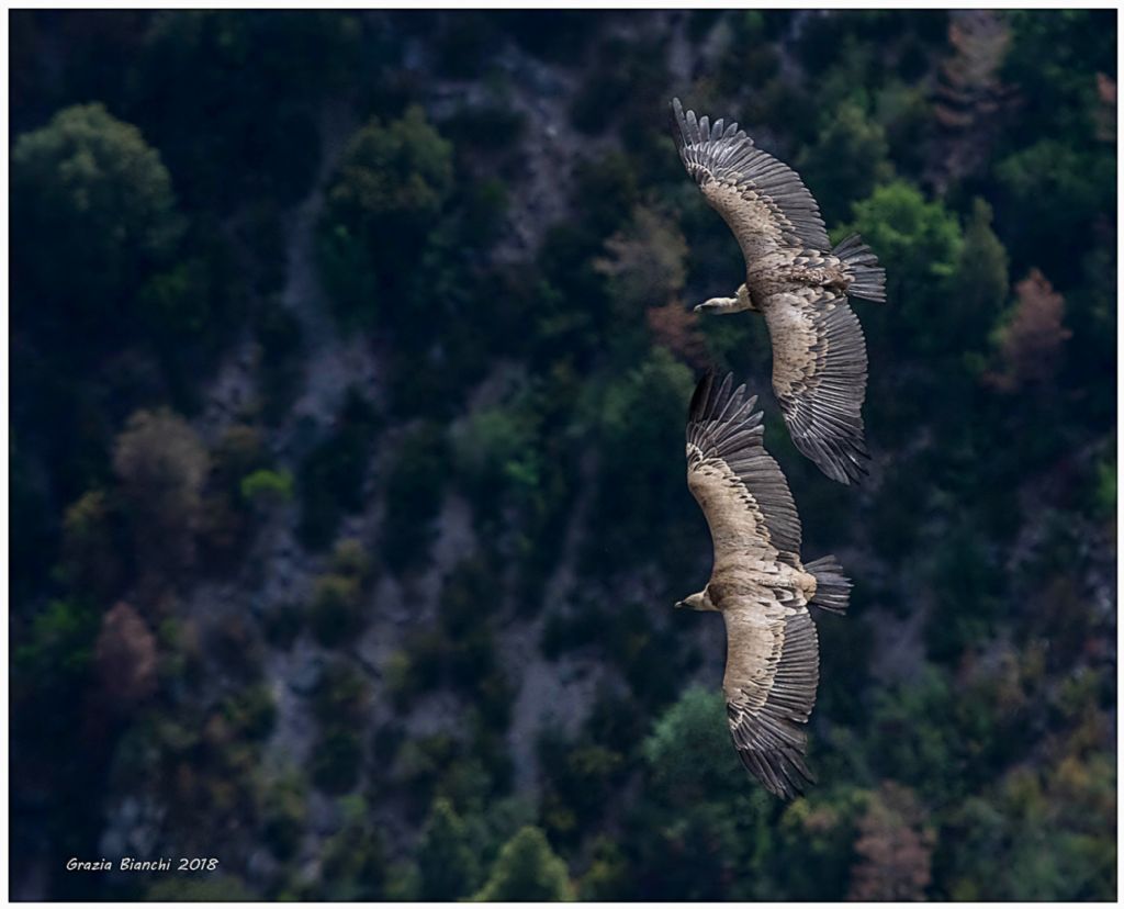 Grifoni (Gyps fulvus) alle Gole del Verdon (Francia)